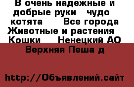 В очень надежные и добрые руки - чудо - котята!!! - Все города Животные и растения » Кошки   . Ненецкий АО,Верхняя Пеша д.